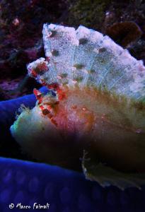 ....Leaf Scorpionfish on blu sea star.....

(Compact ca... by Marco Faimali 